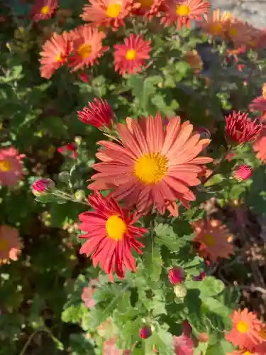 高司神社〜むすびの神の鎮まる社〜の自然
