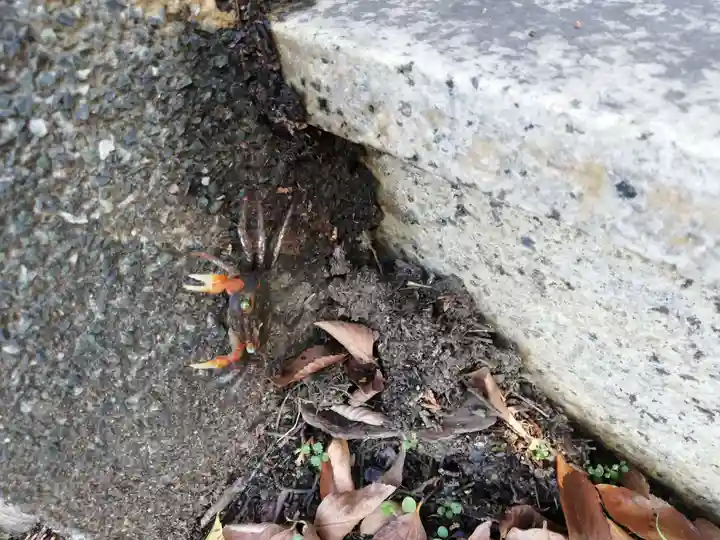 蛭子神社(大原町千代ヶ丸)の動物