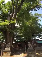 諏訪神社の自然
