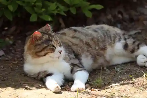 玉野御嶽神社(愛知県)