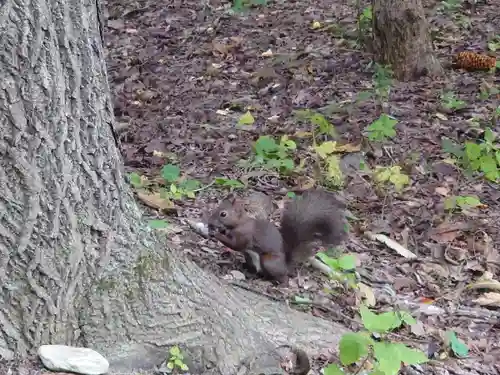 帯廣神社の動物