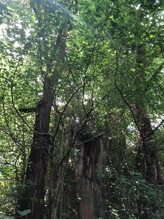 大國魂神社の自然