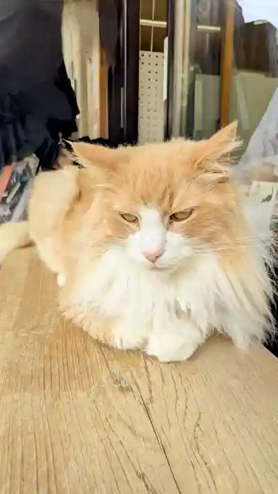 駒込妙義神社の動物