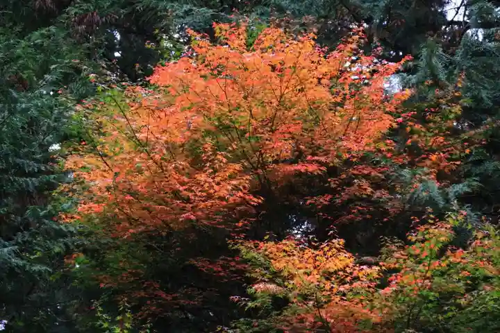 鹿島大神宮の自然