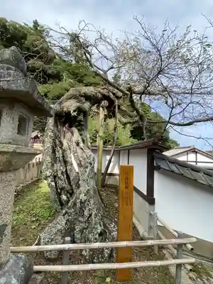 山王宮日吉神社(京都府)