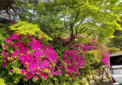 忌宮神社の自然