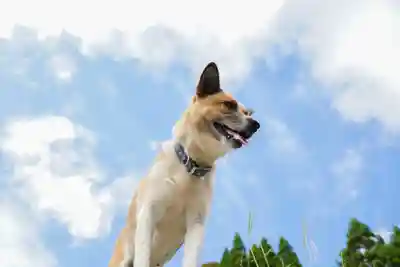 正法寺(山口県)