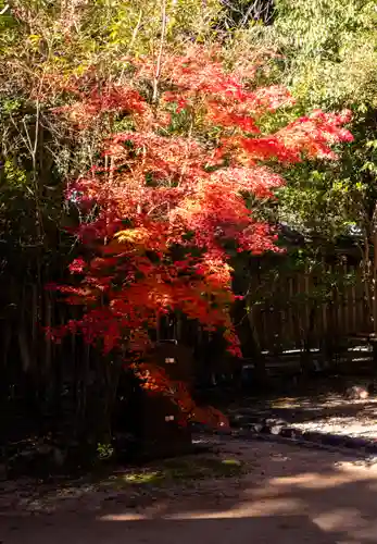 宇治上神社の自然