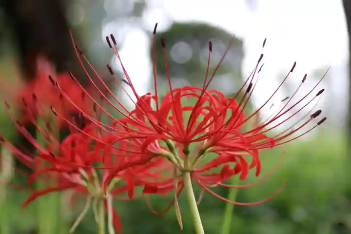 阿久津「田村神社」(郡山市阿久津町)旧社名:伊豆箱根三嶋三社の庭園