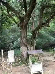 小國神社の自然