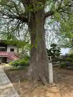 法林寺(千葉県)
