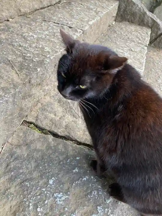 代々木八幡宮の動物