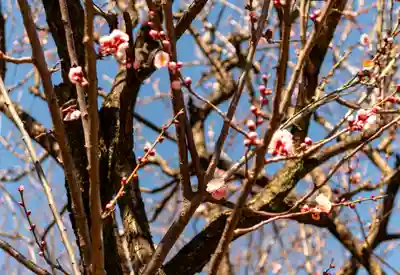 白山神社(東京都)