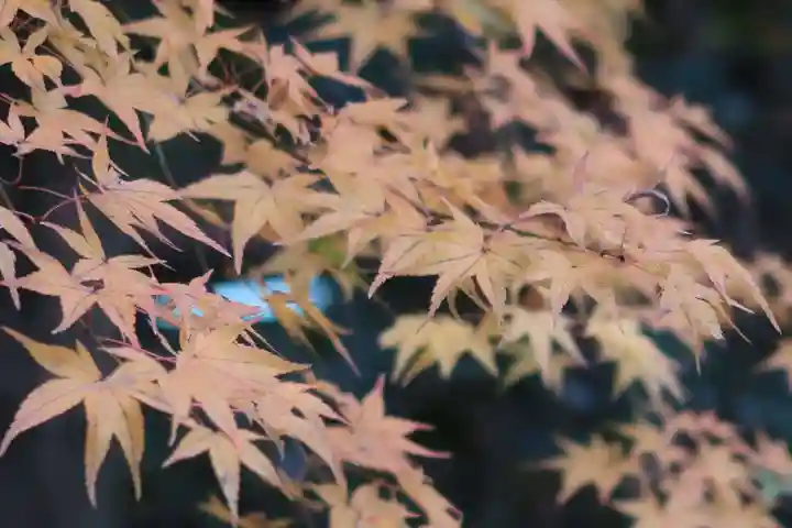 石清水八幡宮の自然