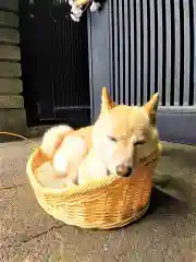 福島八幡宮の動物