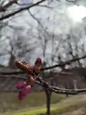 厚別神社(北海道)