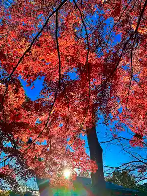 深大寺(東京都)