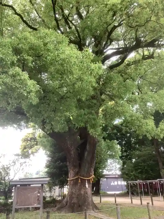 神明社(小牧神明社)の自然