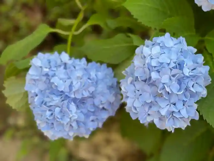 松尾院(山形県)