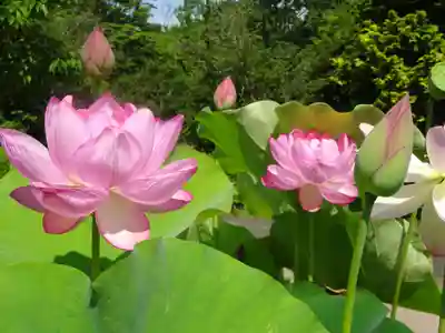法音寺の自然