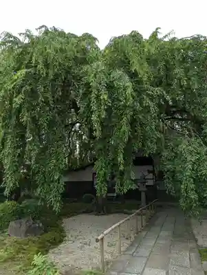 本満寺(本願満足寺)(京都府)