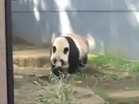 上野東照宮の動物