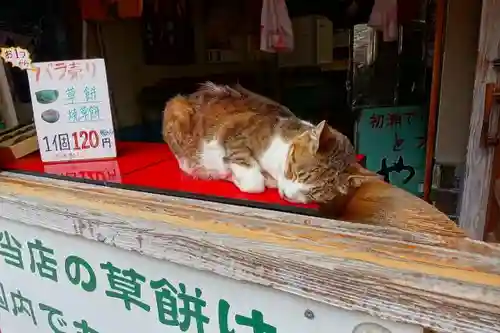 長谷寺の動物