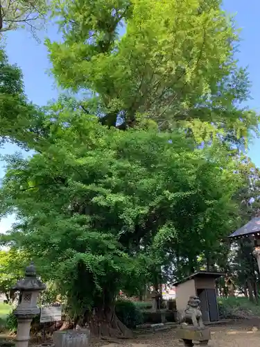 八幡神社の自然