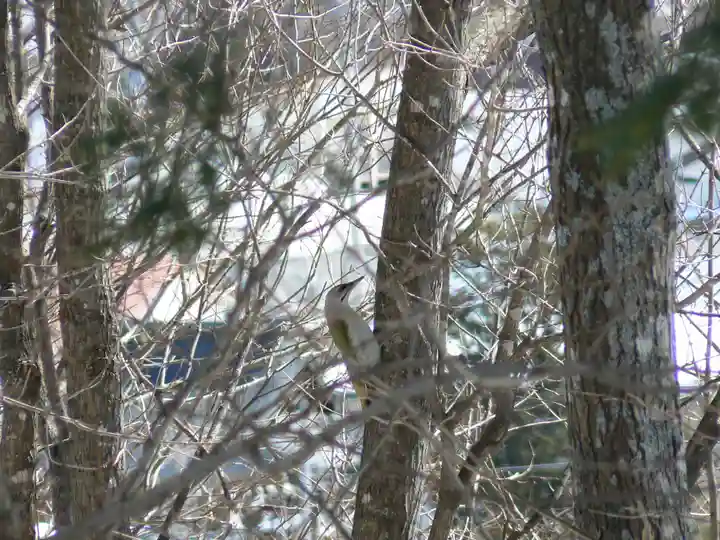 留辺蘂神社の動物