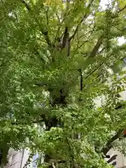 天祖神社の自然