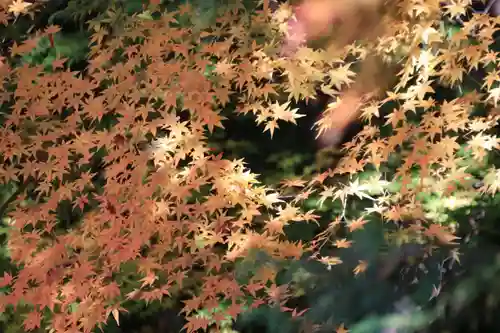 霊山神社の自然