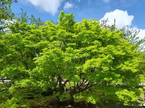 東寺（教王護国寺）の自然