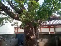 阿保神社の自然