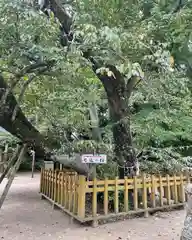 水戸八幡宮の自然