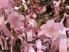 桜神宮の自然