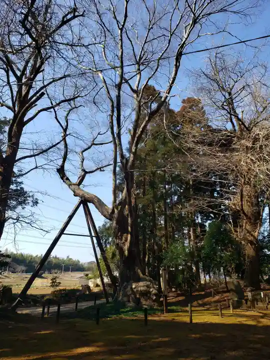 鷲神社(先崎鷲神社)の自然