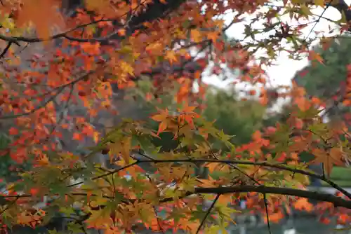 東寺（教王護国寺）の自然