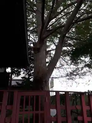 旅立稲荷神社の自然