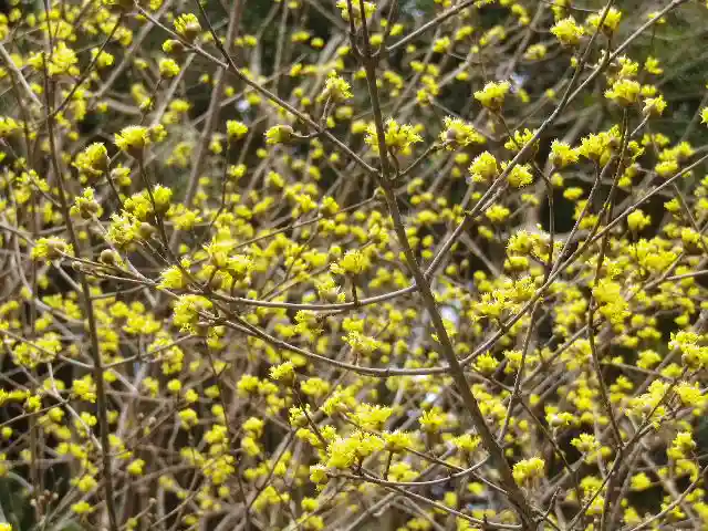 安國論寺(安国論寺)の自然