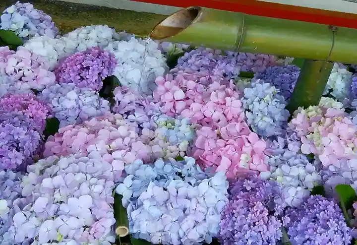 鶴岡八幡宮(神奈川県)