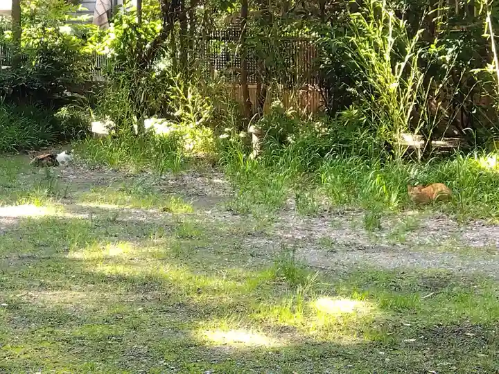 松原神社の動物