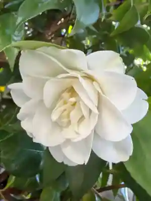 崇道天皇社(奈良県)