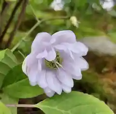 長命寺の自然