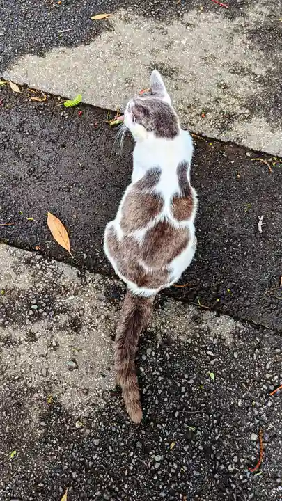 大宮・大原神社の動物
