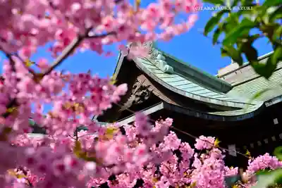 桜神宮(東京都)