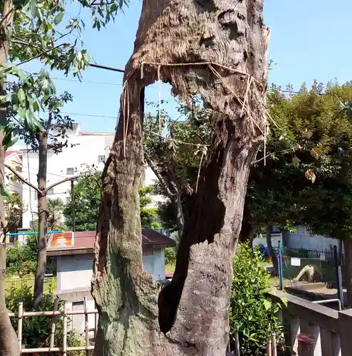 吾嬬神社の自然