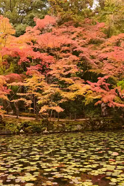 天授庵(京都府)