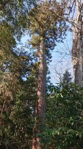 野木神社の自然