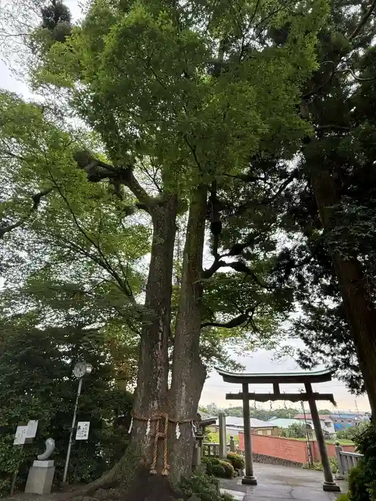 比々多神社(神奈川県)