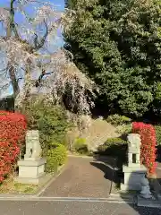 貴雲寺の狛犬